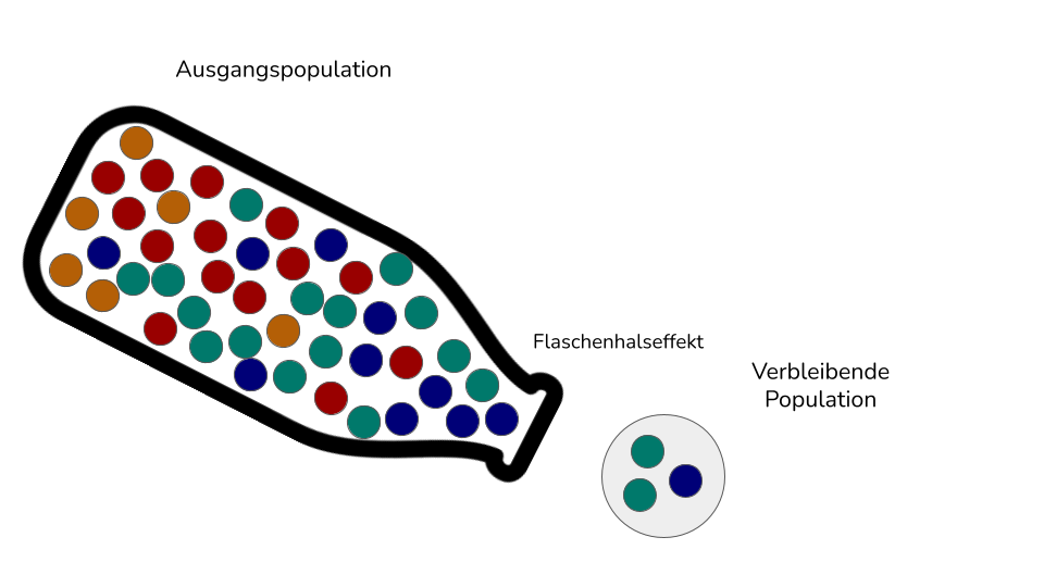 Flaschenhalseffekt. Eine Ausgangspopulation wird zu einer kleineren Population mit weniger Diversität