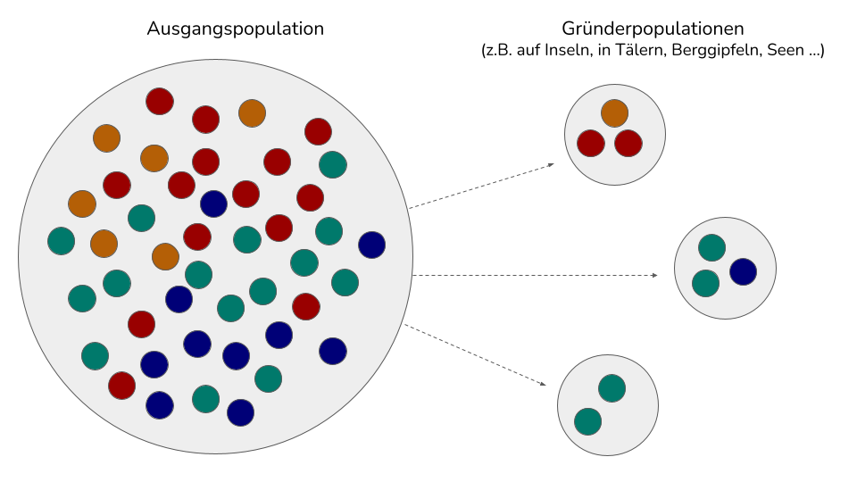 Gründereffekt - aus einer Ausgangspopulation entstehen kleinere Populationen mit unterschiedlichen Zusammensetzungen