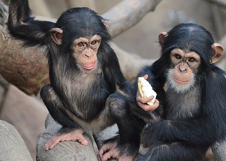 Chimpanzees at the WKPRC